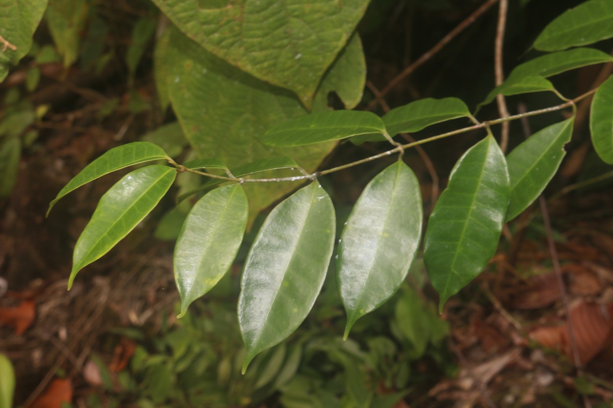 Cleghornia acuminata Wight